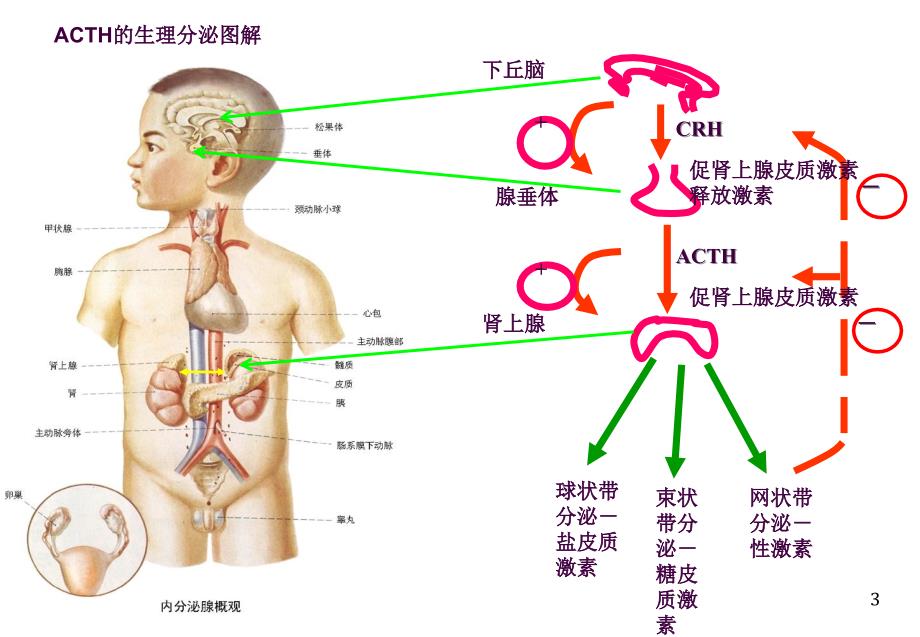 ACTH和CORTISOL的临床应用及其标本的收集处理ppt课件_第3页