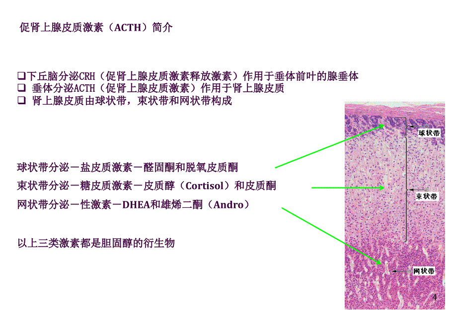 ACTH和CORTISOL的临床应用及其标本的收集处理ppt课件_第4页