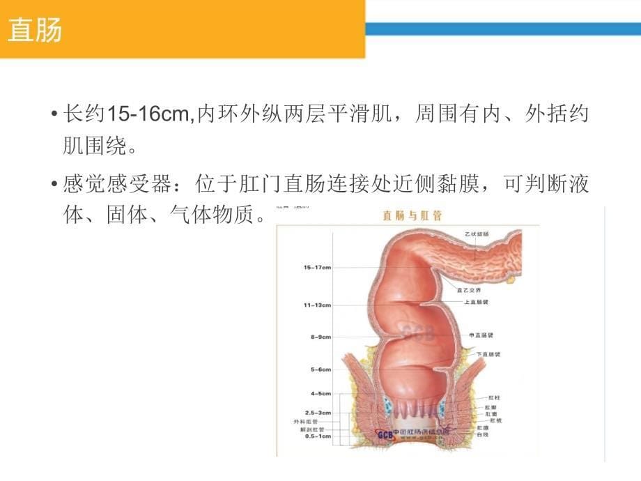 神经源性肠的护理.ppt_第5页