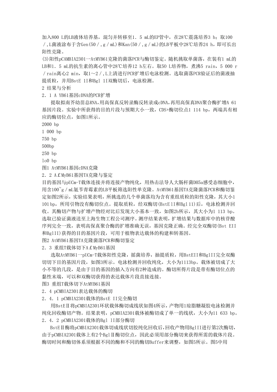 拟南芥AtMYB61基因的克隆及表达载体构建(精品)_第3页