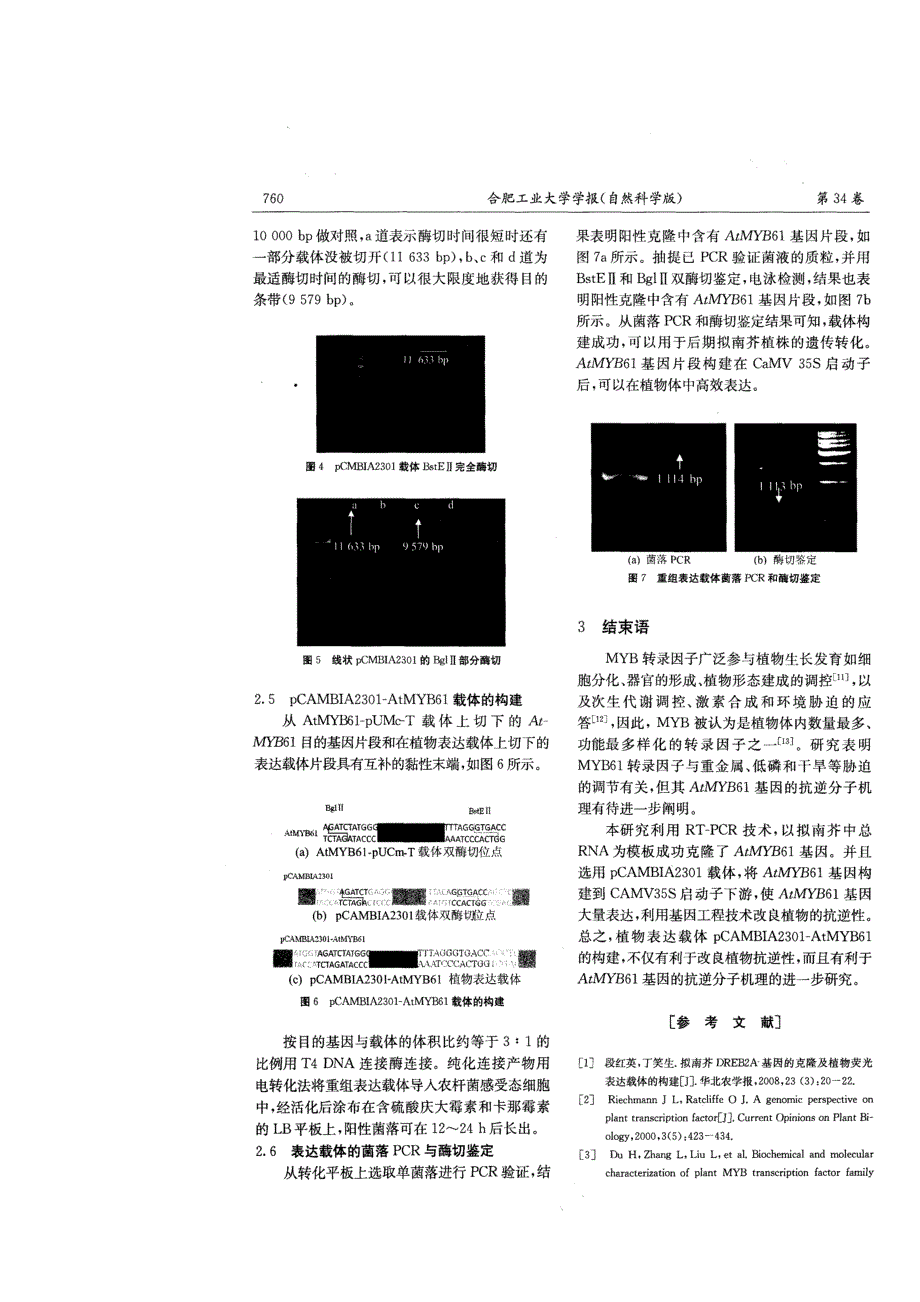 拟南芥AtMYB61基因的克隆及表达载体构建(精品)_第4页