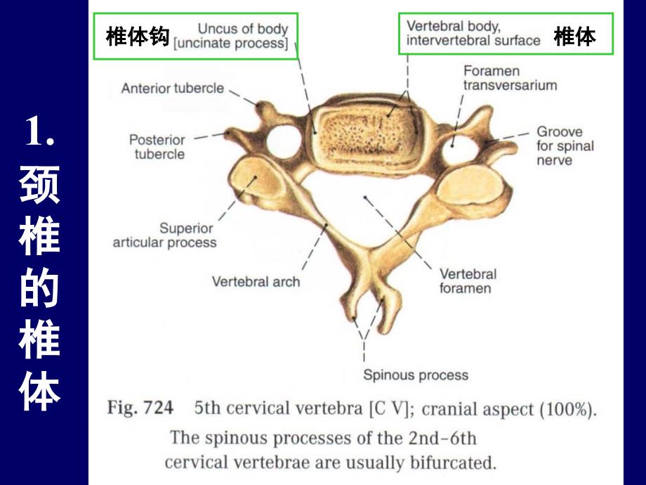 颈椎局部解剖理论_第4页