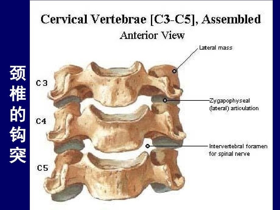 颈椎局部解剖理论_第5页