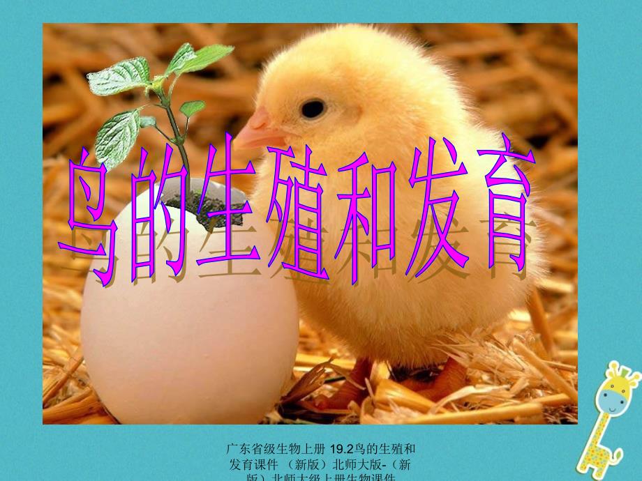 最新广东省级生物上册19.2鸟的生殖和发育课件新版北师大版新版北师大级上册生物课件_第1页