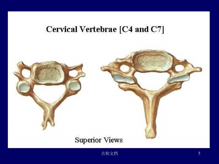脊柱区断层解剖简行业优课_第5页