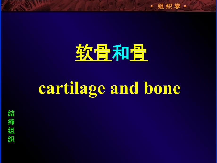组织学与胚胎学：第3章 软骨和骨_第1页