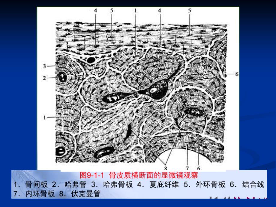 白人驹骨骼解剖正常异常教学内容_第2页