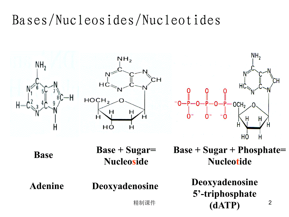 核苷酸代谢#精制课件_第2页