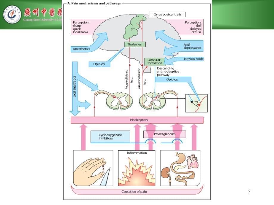 麻醉性镇痛药学习资料_第5页