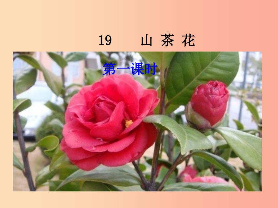 三年级语文上册第七单元19山茶花课件鄂教版_第1页