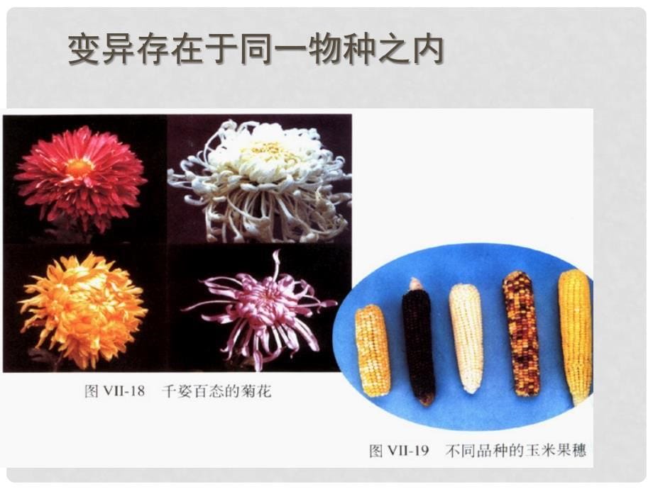 湖南省长沙市长郡芙蓉中学八年级生物下册《7.2.5 生物的变异》课件 新人教版_第5页