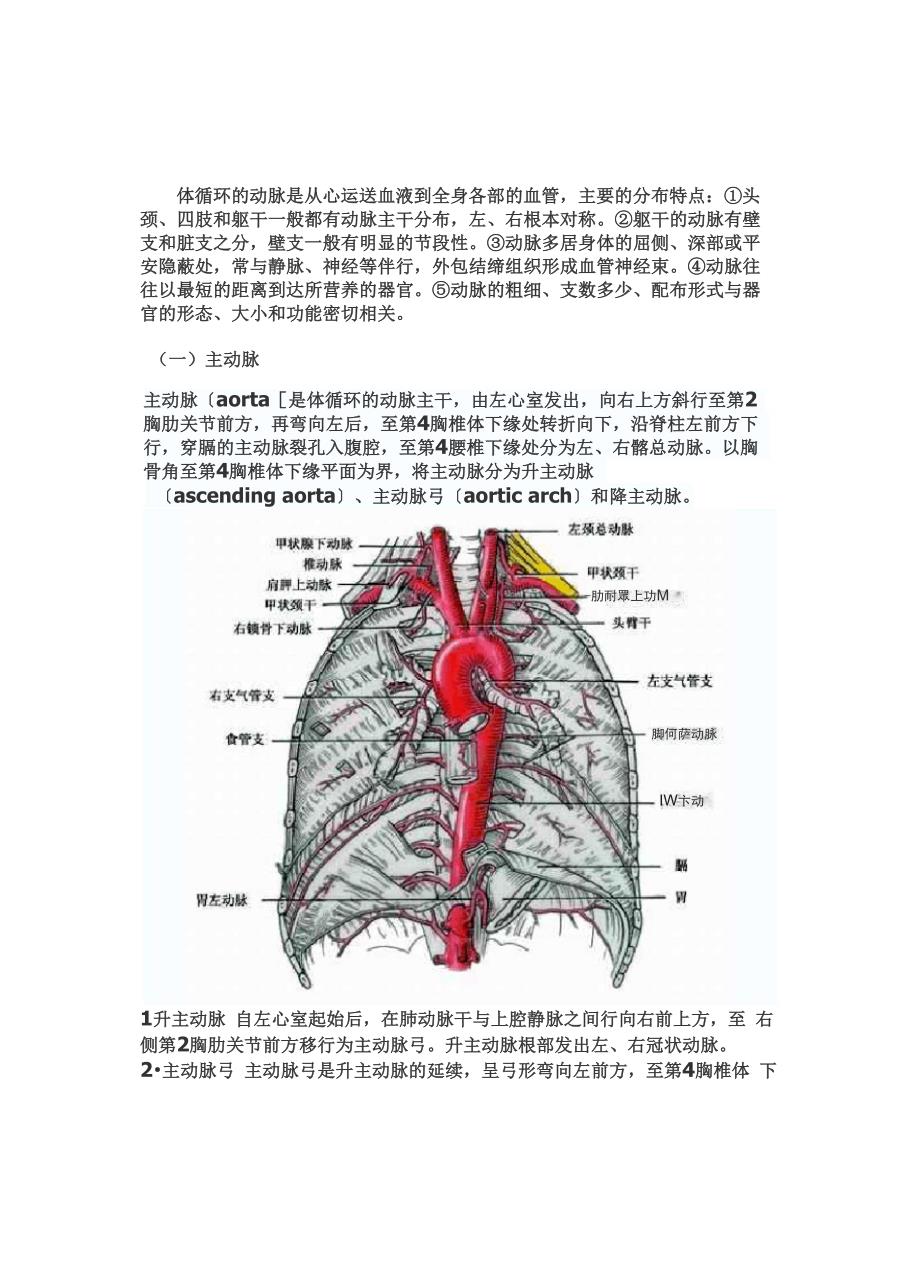 体循环动脉解剖_第1页