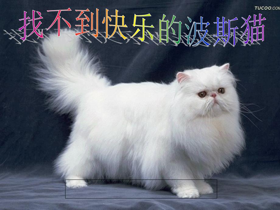 找不到快乐的波斯猫1主讲教师：康瑞芹_第1页