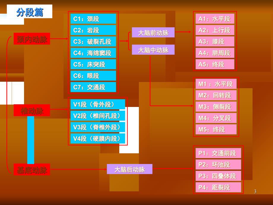 脑血管解剖图解共34页_第3页