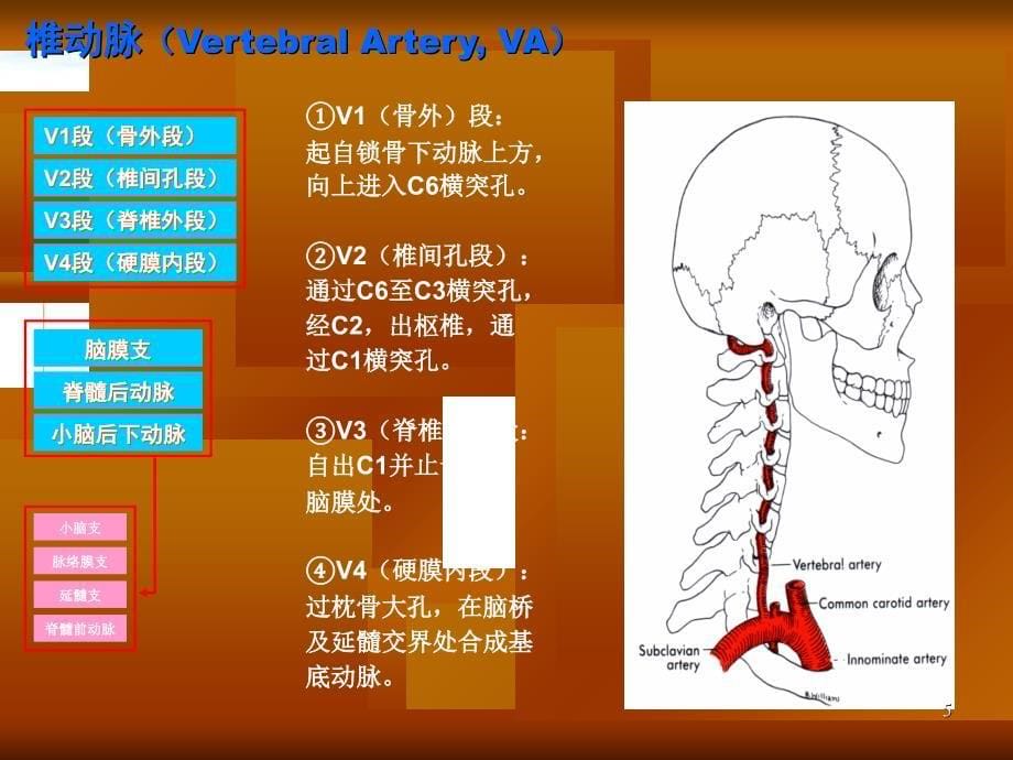 脑血管解剖图解共34页_第5页