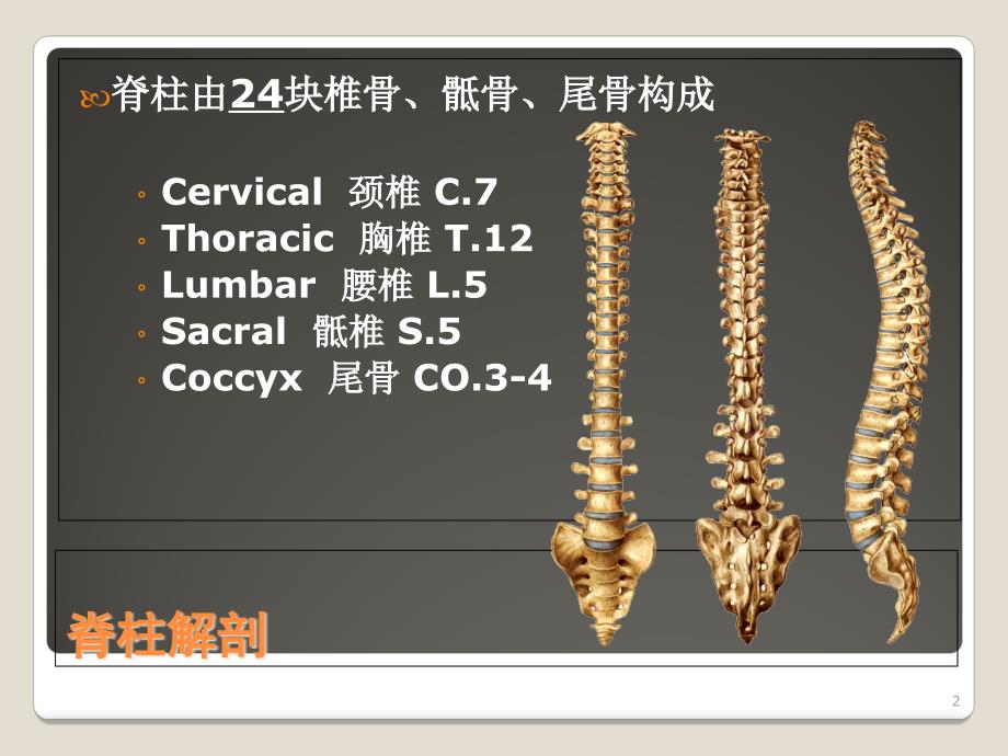 脊柱解剖基础与阅片PPT优秀课件_第2页