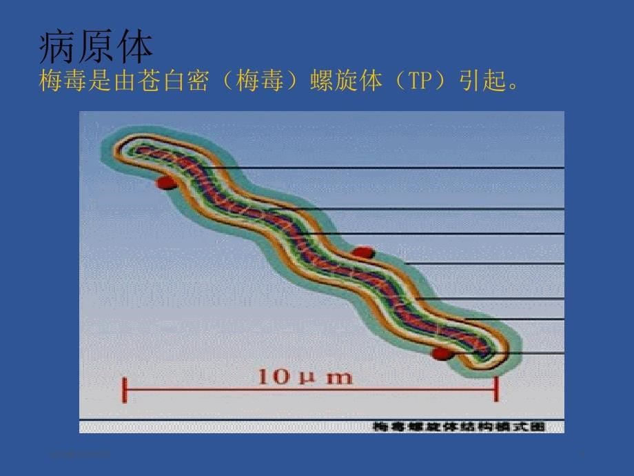 课件：梅毒完整版.ppt_第5页