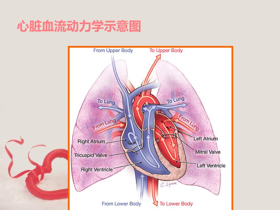 二尖瓣关闭不全的护理查房PPT课件_第2页