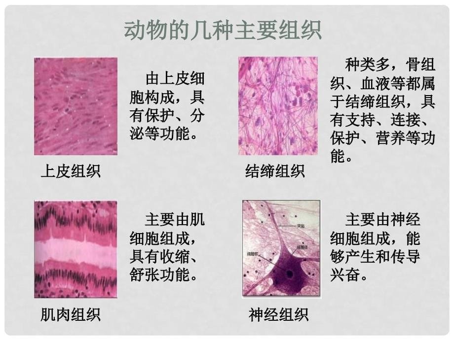 七年级生物上册 第五章 生物体的结构层次 多细胞生物体的组成课件 冀教版_第5页