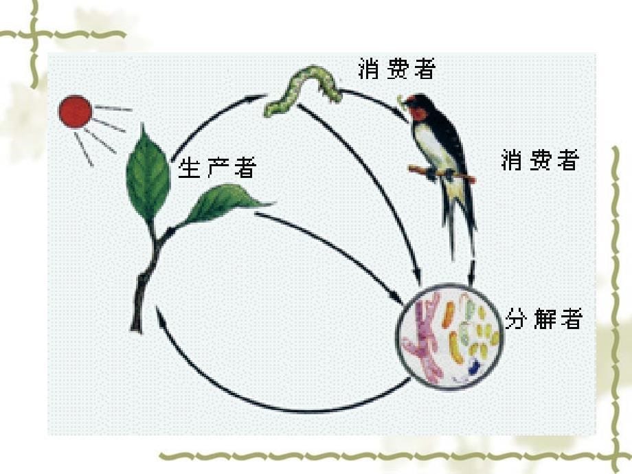 细菌和真菌在自然界中的作用PPT(1)_第5页