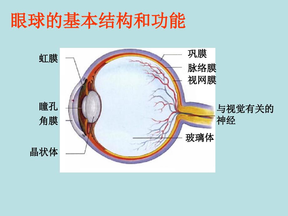 人体对外界环境的感知坛山中学于舰_第4页