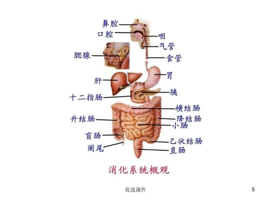 消化系统疾病病人的护理【培训内容】_第5页