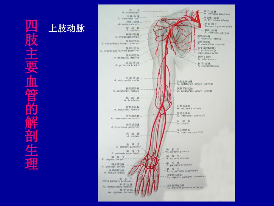 四肢血管损伤的诊断与处理_第4页