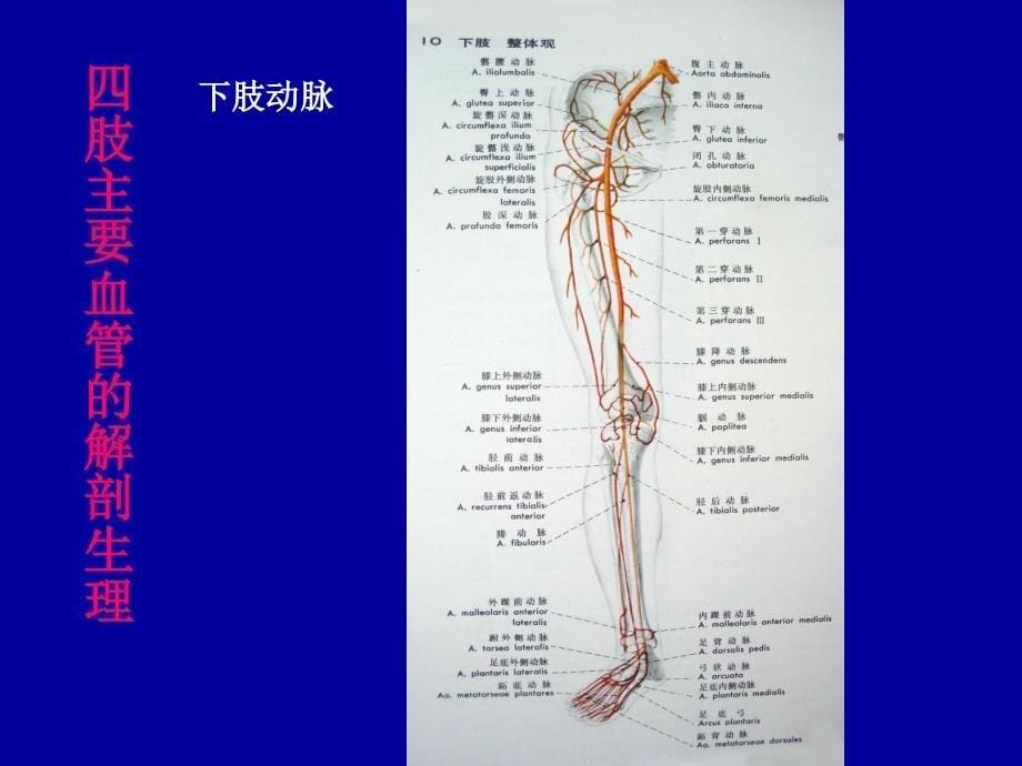 四肢血管损伤的诊断与处理_第5页