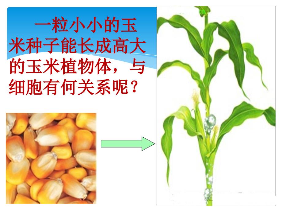 七年级生物上册121细胞细胞分裂与生长新版冀教版_第1页