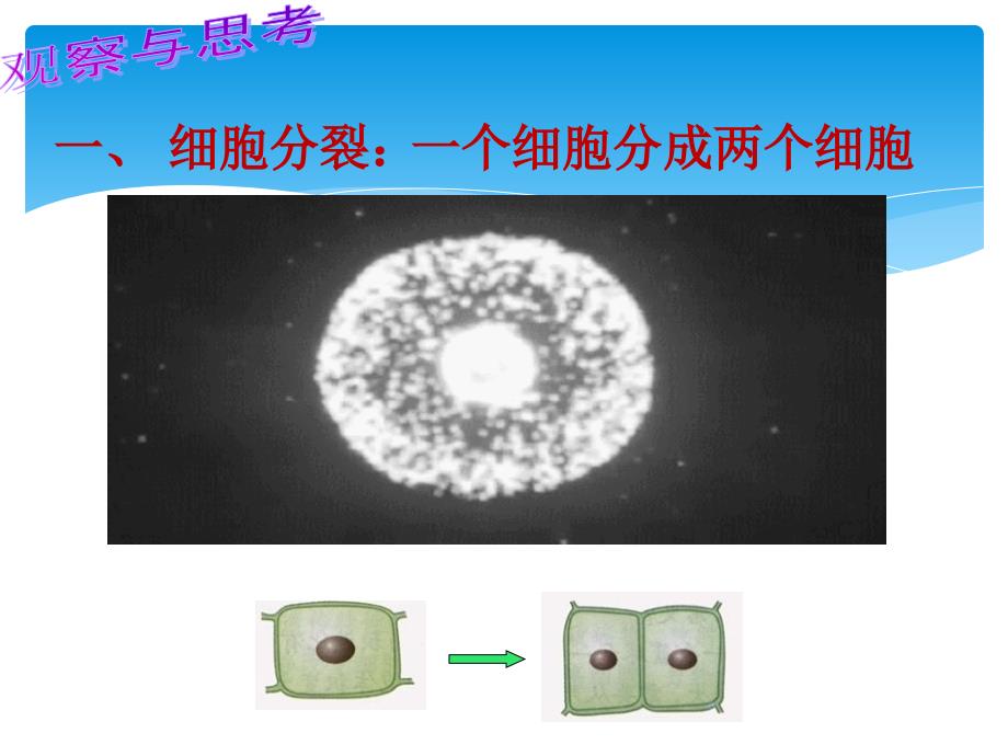 七年级生物上册121细胞细胞分裂与生长新版冀教版_第4页