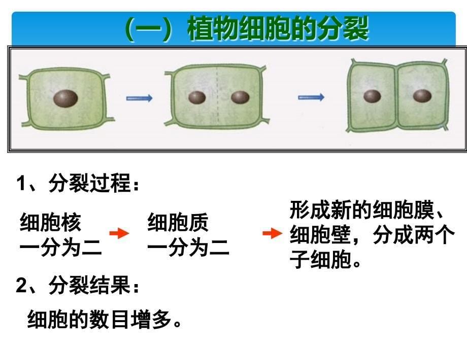 七年级生物上册121细胞细胞分裂与生长新版冀教版_第5页