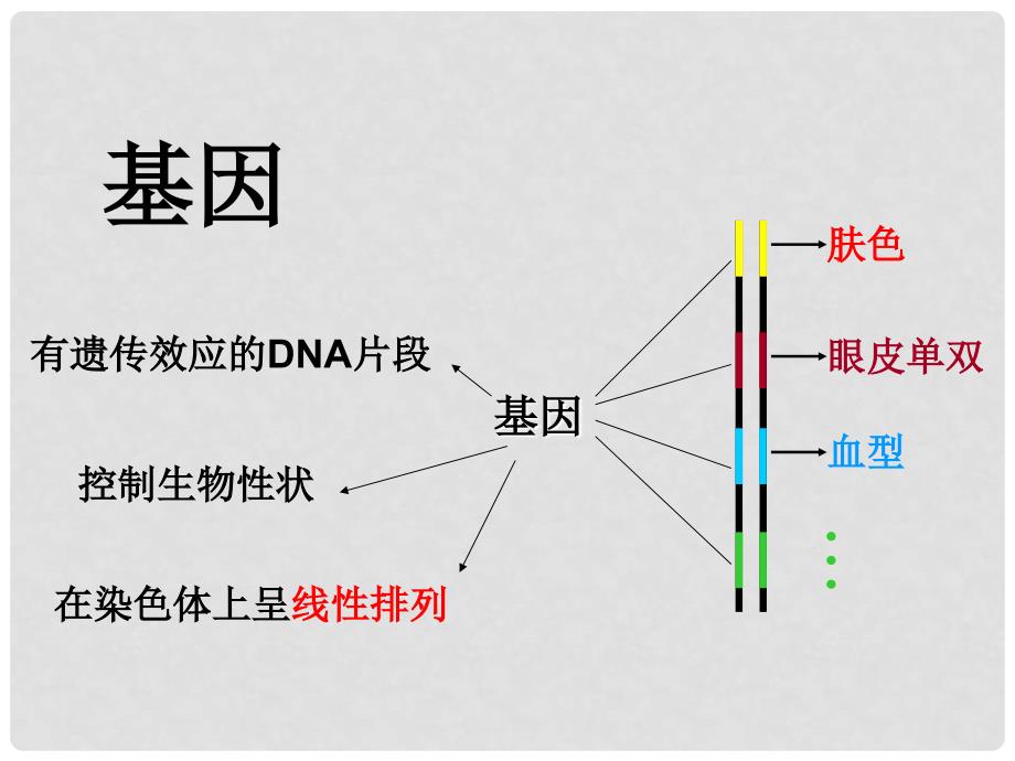 湖南省隆回县第二中学高中生物 第4章 第1节基因控制蛋白质的合成﹙课时1﹚教学课件 新人教版必修2_第4页