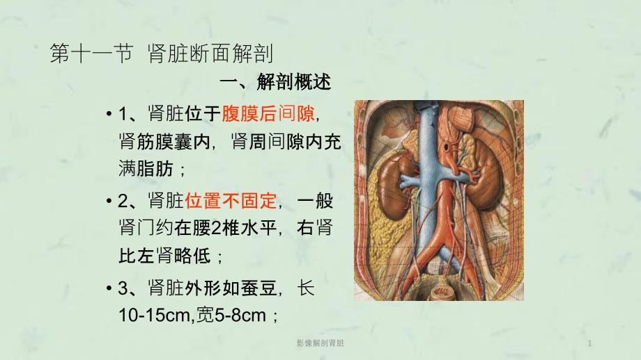 影像解剖肾脏课件_第1页