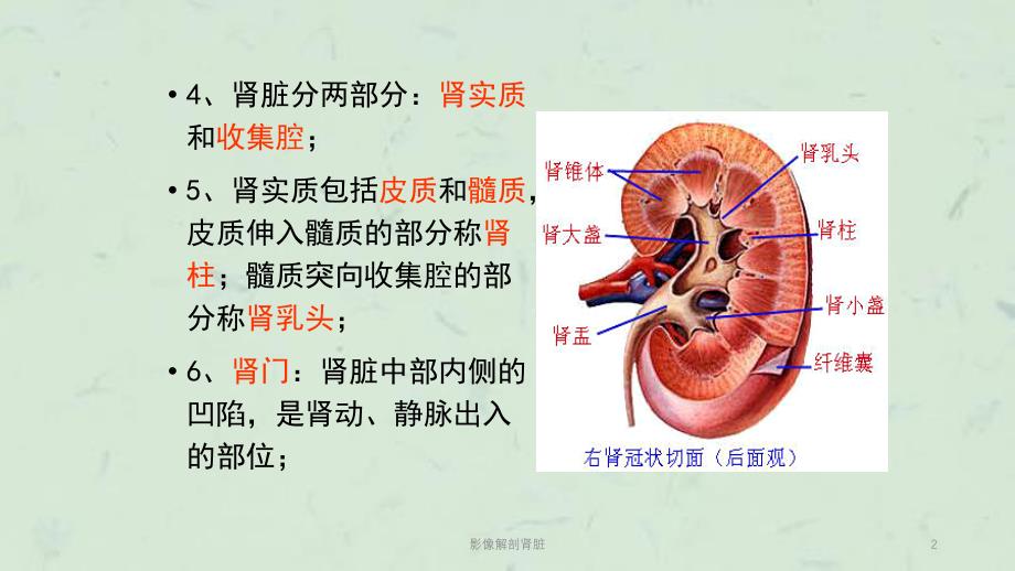 影像解剖肾脏课件_第2页