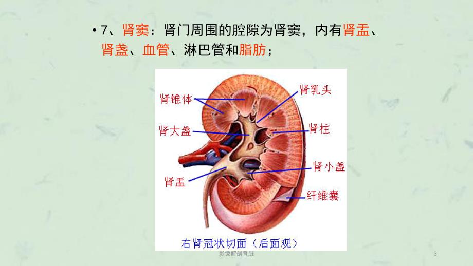 影像解剖肾脏课件_第3页