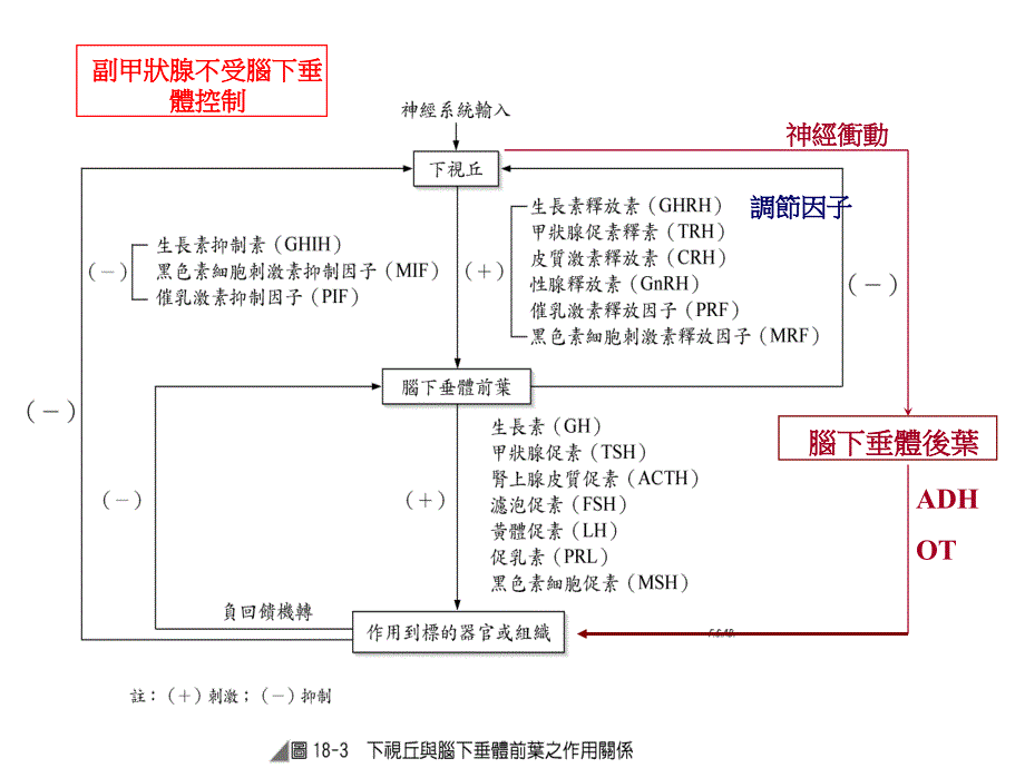 内分泌系统疾病之护理PPT文档_第1页