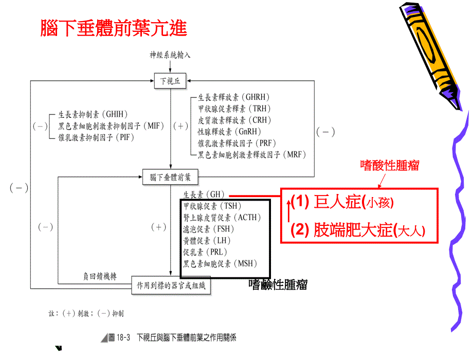 内分泌系统疾病之护理PPT文档_第3页