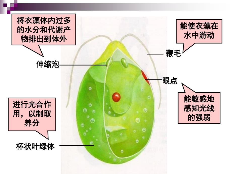 第五节显微镜下的各种生物_第3页