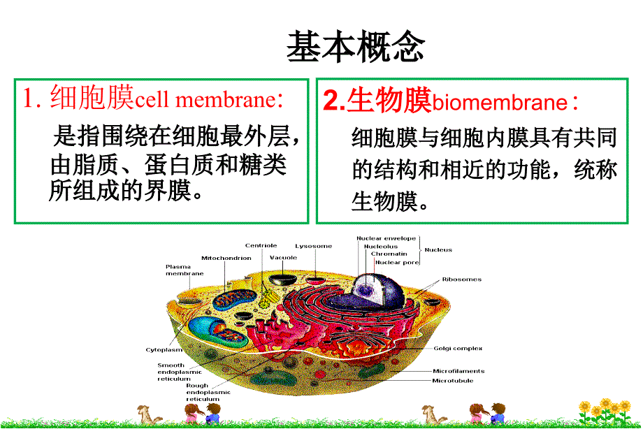 细胞生物学细胞膜与细胞表面_第4页