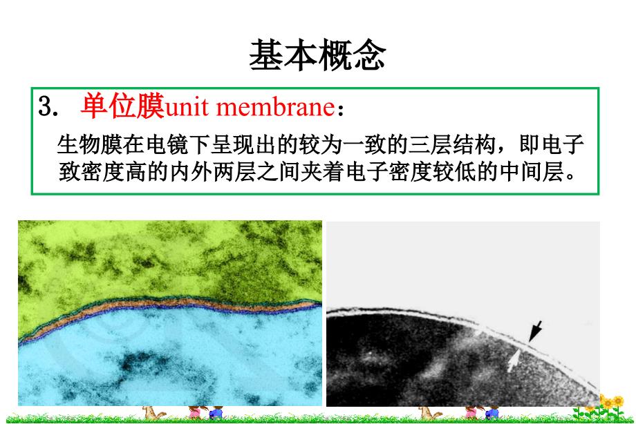 细胞生物学细胞膜与细胞表面_第5页