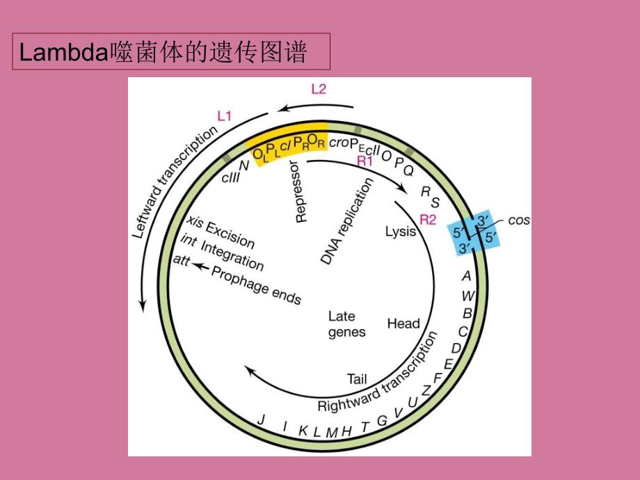 研究生课程病毒ppt课件_第4页