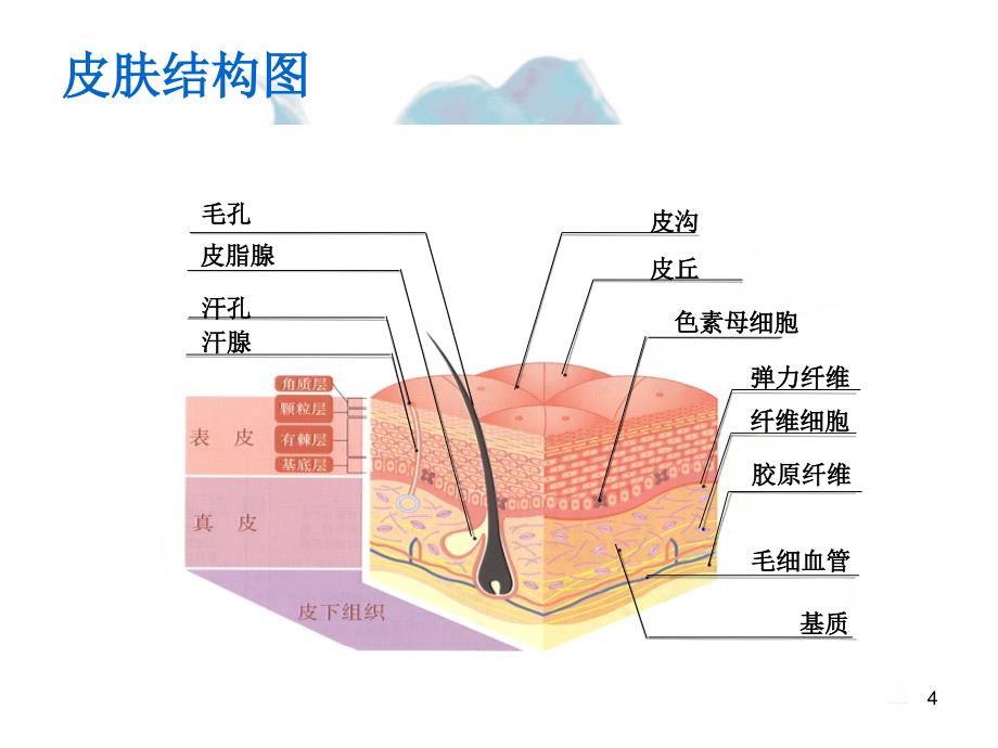 皮肤美容专业知识培训_第4页