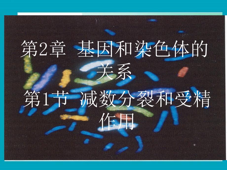 高中生物《减数分裂和受精作用》课件一（49张PPT）（人教版必修2）_第3页