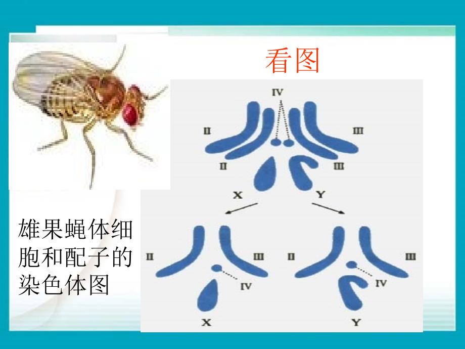 高中生物《减数分裂和受精作用》课件一（49张PPT）（人教版必修2）_第4页