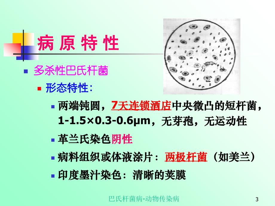 巴氏杆菌病动物传染病课件_第3页