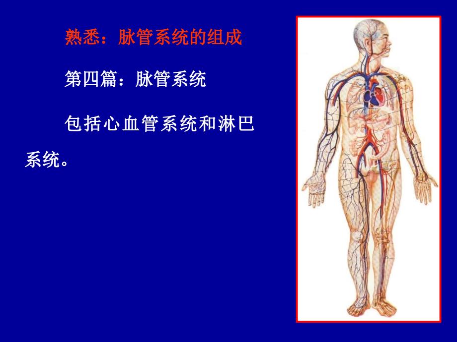 解剖学心动脉PPT课件_第1页