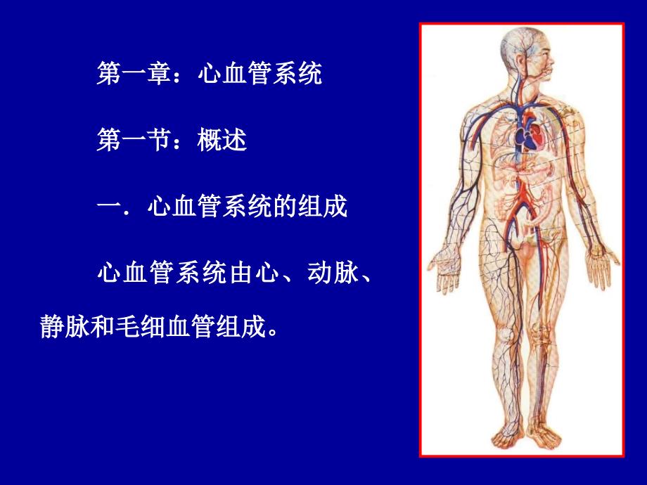 解剖学心动脉PPT课件_第2页