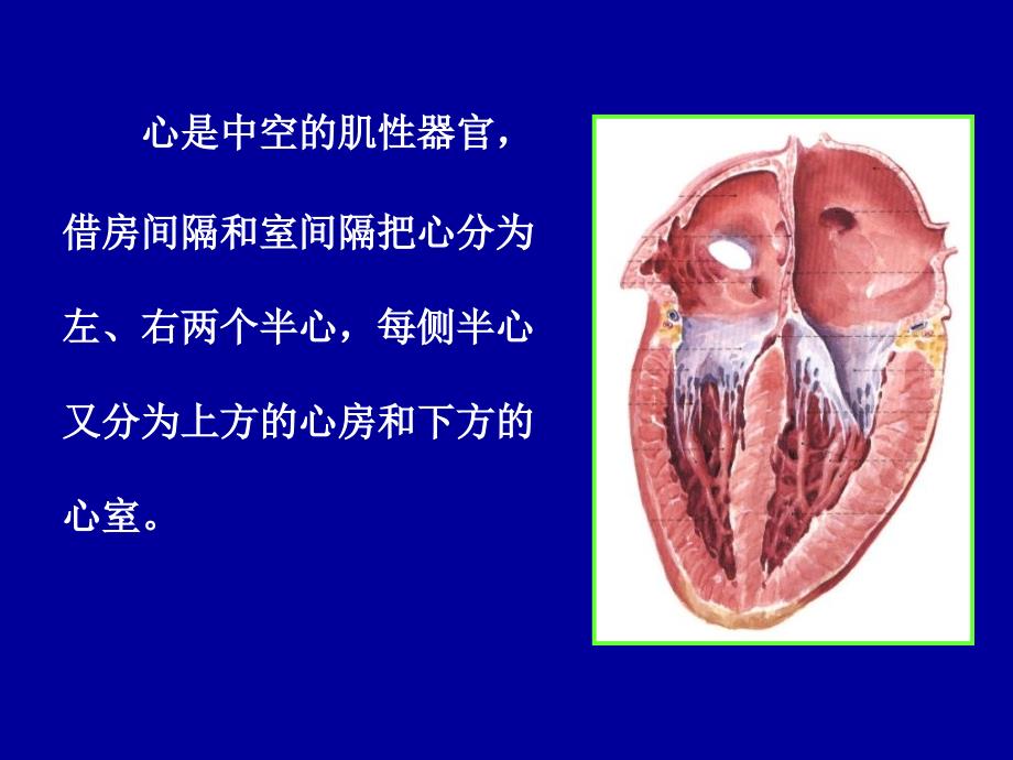 解剖学心动脉PPT课件_第3页