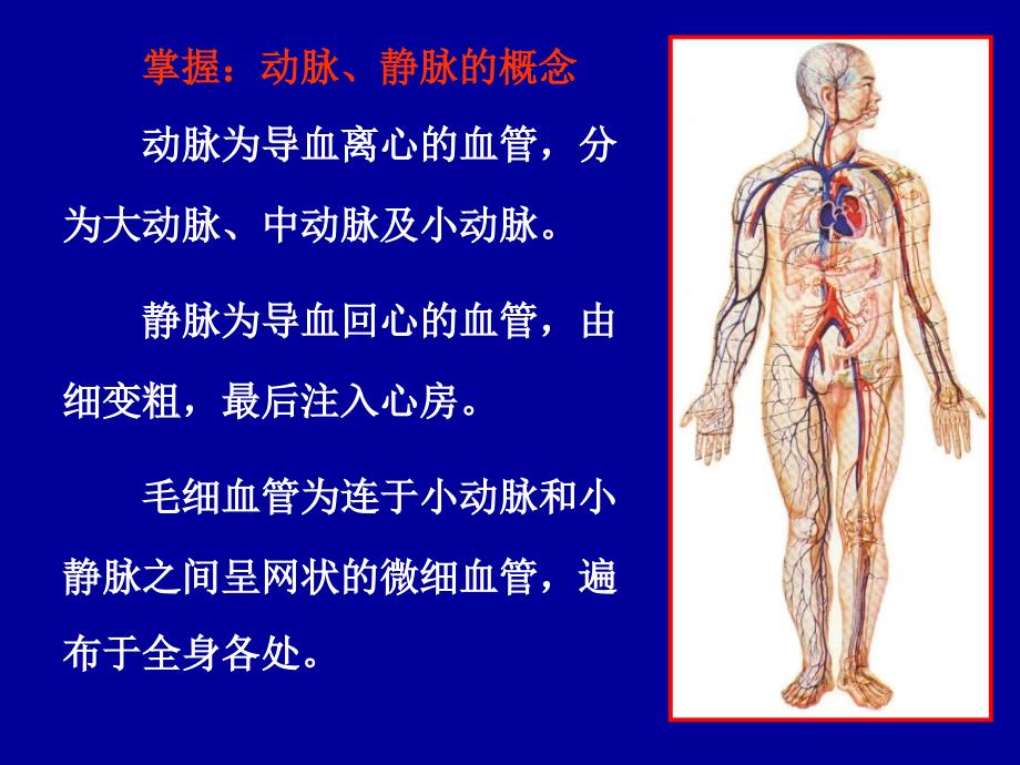 解剖学心动脉PPT课件_第4页