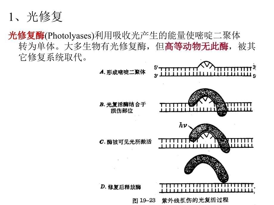 复制修复与逆转录PPT课件_第5页